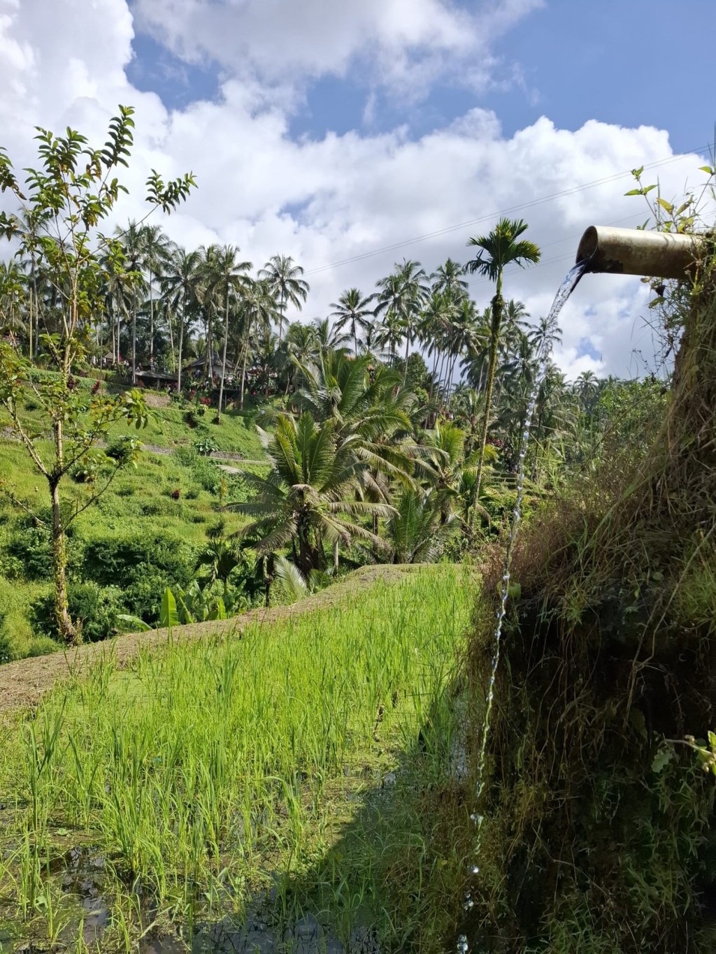 Von Reisfeldern, Katzenkaffee & Wolle: Bali im&nbsp;Touri-Tempo
