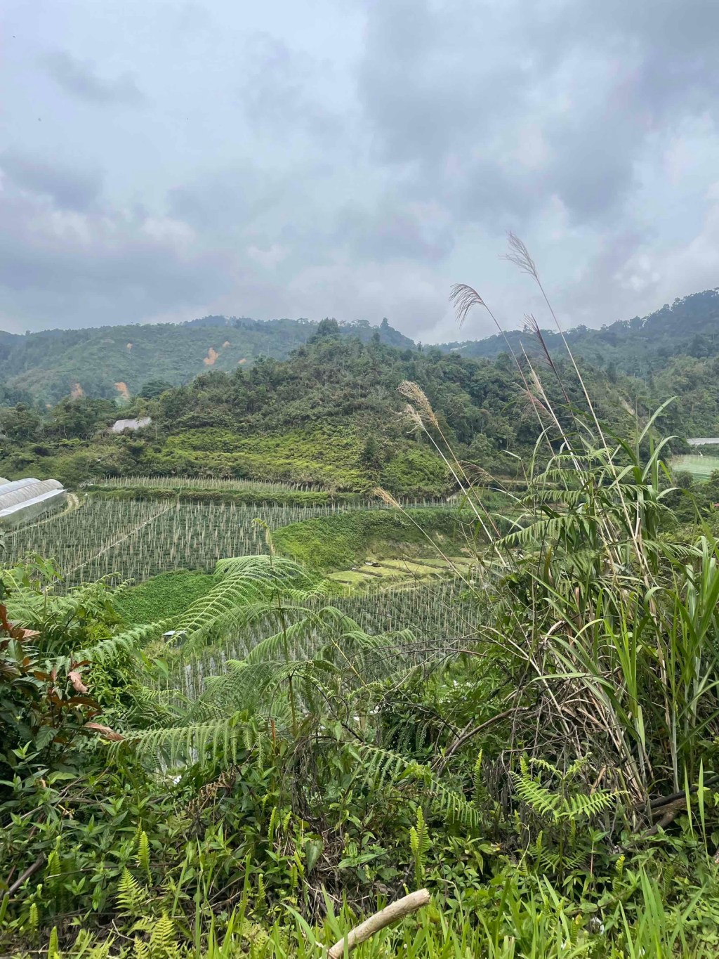 Cameron Highlands – Zwischen Erdbeerplantagen, Staus und verpasstem&nbsp;Regenwald