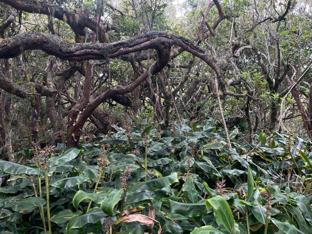 Im Tamarins Wald – Jurassic Park&nbsp;2.0