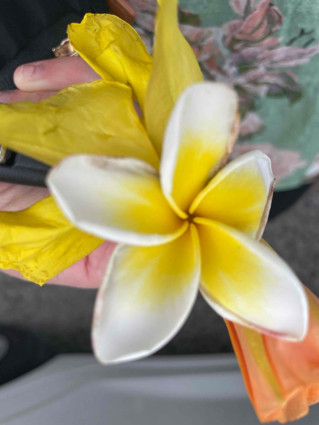 🌺 Jetlag mit Aussicht – oder: Wo steht nochmal das&nbsp;Auto?